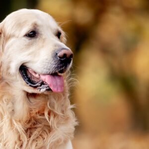 Tajemnicze legendy rzeki Rega: Odkrywanie dawnych opowieści z Pomorza Zachodniego