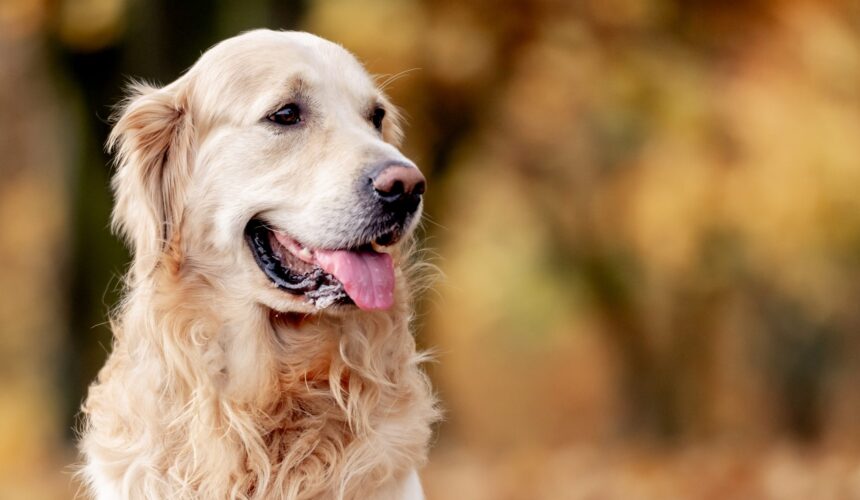 Tajemnicze legendy rzeki Rega: Odkrywanie dawnych opowieści z Pomorza Zachodniego